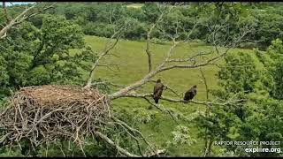 Decorah Eagles North 6 11 24 We have a Fledge [upl. by Woolley]