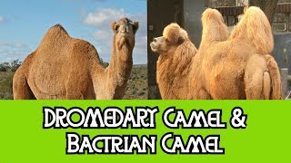 Dromedary Camel amp Bactrian Camel  The Differences [upl. by Eniroc213]