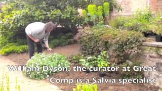 Great Comp Salvia Planting [upl. by Ander91]