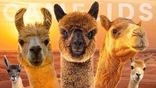 All 7 Camelid Species amp The Legendary Silk Road [upl. by Ormand]