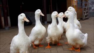 Aylesbury Ducks at Mudchute [upl. by Ennovad52]