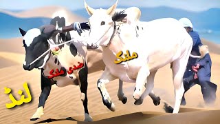 Bull Race  732024  Hamza Sky Video [upl. by Adam422]