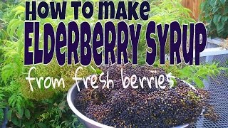 How To Make Elderberry Syrup From FRESH Berries [upl. by Aknaib]