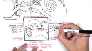 Anatomy  Ear Overview [upl. by Evander]