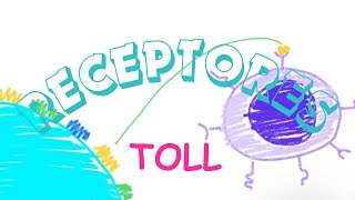 RECEPTORES TIPO TOLL [upl. by Goodard594]