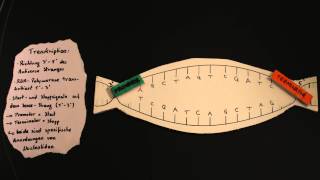 ProteinbiosyntheseTranskription und mRNAProzessierung [upl. by Alenson133]