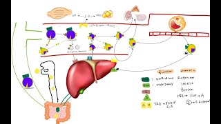 lipoproteins and cholesterol metabolism [upl. by Saimon93]