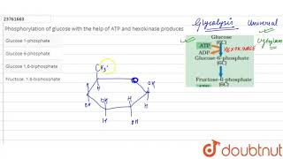 Phosphorylation of glucose with the help of ATP and hexokinase produces [upl. by Elimac]