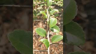 🌹⁴☆ Malpighiales •³⁷ Salicaceae  ¹ Great Hedge of India ▪︎ Flacourtia indica Governors Plum [upl. by Essiralc]