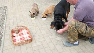 Französische Bulldoggen Erziehung bei der Fütterung [upl. by Aneloc176]