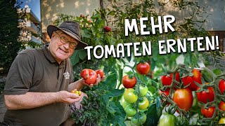 8 Tipps für eine bessere Tomaten Anzucht amp Ernte 🍅  Richtige Aussaat Pflanzung amp Pflege [upl. by Cartie568]