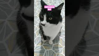 Pedrita mascote crismiranda donadecasaemacao gato pets cat [upl. by Innus]