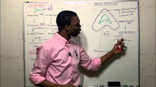 Adrenal physiology steroid pathway [upl. by Lepley]