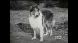 Lassie  Episode 356  quotIncident of the Eaglequot  Season 11 Ep 4  09271964 [upl. by Hirasuna]