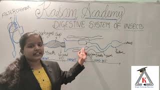 Digestive System of InsectsEntomologyKasam Academy [upl. by Hastings]