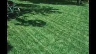 Bermuda Grass vs Crabgrass [upl. by Horsey511]