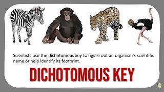 Using Dichotomous Keys [upl. by Gertrud]