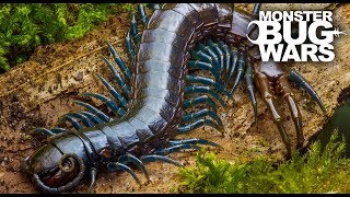 Best Centipede Showdowns  MONSTER BUG WARS [upl. by Atnohs]