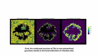 Supplementary video for quotTransposable elements drive the evolution of genome streamliningquot [upl. by Reld]