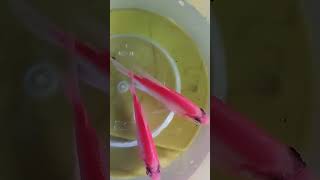 BREEDING MY GLOFISH TETRA 5050 TO SUCCEED [upl. by Carilla]