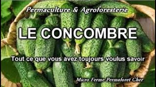 🌱 CONCOMBRE  quotCORNICHONquot DE A à Z AU JARDIN POTAGER EN PERMACULTURE DOCUMENTAIRE NATURE Planter [upl. by Enelez]