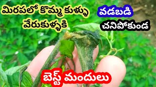 మిరపలో wiltbestfungicides nativo plantomycin pantalepranadharam [upl. by Faline]