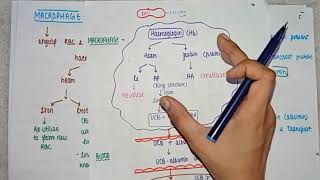 What is Jaundice  Causes  metabolism Pathology  pathogenesis amp treatment  PART 1 [upl. by Bernat72]