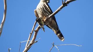 Merlin eating a rubycrowned kinglet Rolling Hills Estates CA [upl. by Ettennor955]