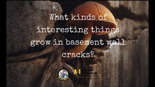 What kinds of interesting things grow in basement wall cracks [upl. by Letrice]