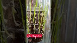 Cara tanam bawang ditoples gardening garden plants gardeningtips farming diy growyourown [upl. by Ruamaj140]