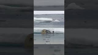 Polar Bears Stealty Ambush on a Seal From BBC Earth wildlife animals [upl. by Cristin]