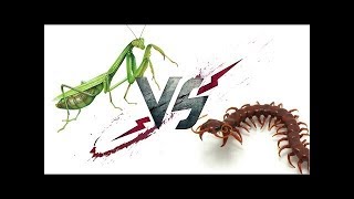 Scolopendra vs Mantis  WHO WILL WIN [upl. by Roanna]