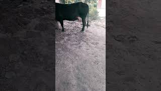 Mastitis treatment of cow [upl. by Nivej]