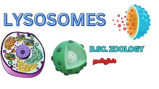 Lysosomes in tamilLysosomes Bsc zoology tamilLysosomes composition in tamilLysosome functiontamil [upl. by Rimahs]