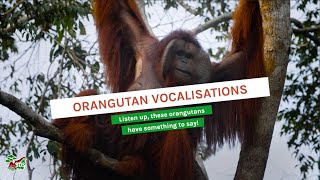 ORANGUTAN VOCALISATIONS [upl. by Levy]