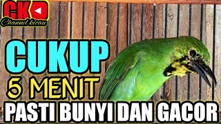 PANCINGAN CUCAK IJO BIAR BUNYI DAN GACOR AMPUH UNTUK PANCINGAN CUCAK IJO BAHAN [upl. by Chloe433]