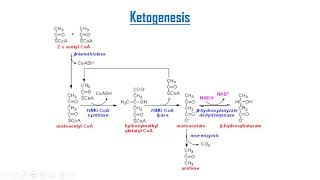 Ketone bodies metabolism [upl. by Ciardap378]