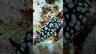 List of common nudis found when scuba diving in Bali😉 [upl. by Collen]