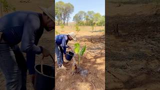 Quem planta colhe  vlog roça rural refrexao plantação [upl. by Fernanda]