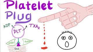 Platelet Plug  Primary Hemostasis  Platelet Adhesion amp Aggregation  How The Clot Forms [upl. by Leroi]