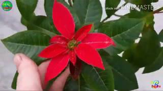 How to care and guide of poinsettia plant gardening and caring tips of Christmas plant in hindi [upl. by Krawczyk380]