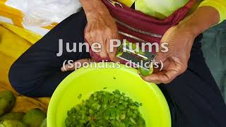 June Plums Spondias dulcis [upl. by Atiraj]