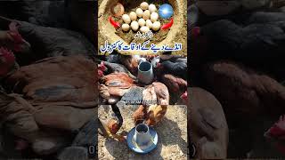 Relation Between Feeding Lighting and Egg Laying  Control Egg Timing  Dr ARSHAD [upl. by Willdon]