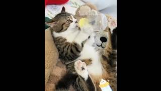 LOOK WHO THE DEAD CAT IS DRINKING FROM THE MILK BOTTLE  BABY CAT DRINKING MILK FROM🍼 FEEDING BOTTLE [upl. by Arremat636]