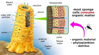 Phylum Porifera Sponges [upl. by Adnilg]