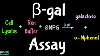 Beta Galactosidase Assay  βgal Assay  Beta Galactosidase Reporter Gene Assay [upl. by Aplihs135]