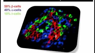 Insulin amp Glucagon Regulation Webinar Recording [upl. by Zina284]