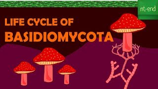 LIFE CYCLE OF BASIDIOMYCOTA fungi biology basidiomycota ntend6435 [upl. by Sheets971]