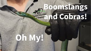 Boomslangs and Cobras Oh My [upl. by Garmaise991]