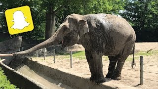 In diesem Video kommt Lucy kaum vor 🐘  12  18062017  Minishetty Lucy [upl. by Cressy781]